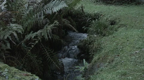 Stream with Ferns Video stock 44265387