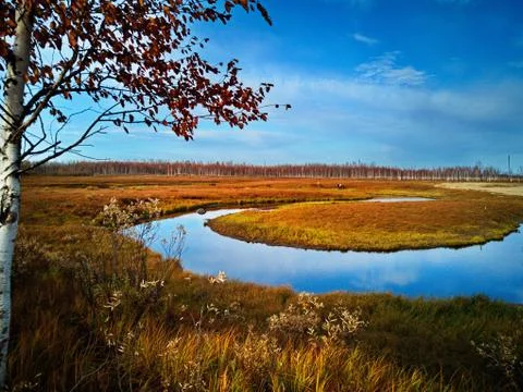 Stream in the field Stock Photos