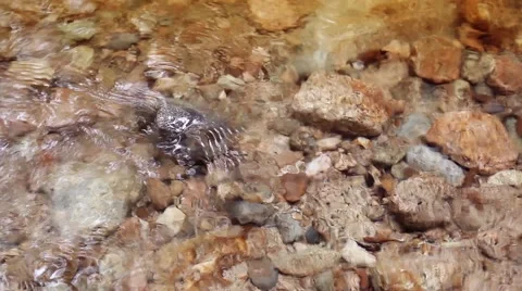 Stream Floor Stock Footage 48864882