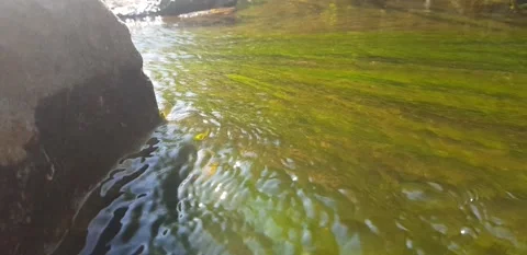 Stream flow on a rock seaweed Stock Footage 141181105