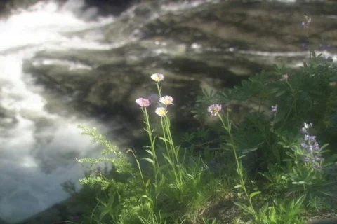 Stream Flowers Stock Footage 335523