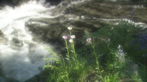 Stream Flowers HD Stock Footage 335522