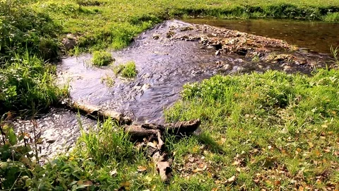 A stream flowing among grass and a log in it. Stock Footage 118525464