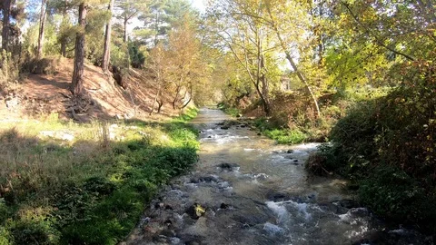 Stream Flowing Among The Trees in Autumn Stock Footage 119491815