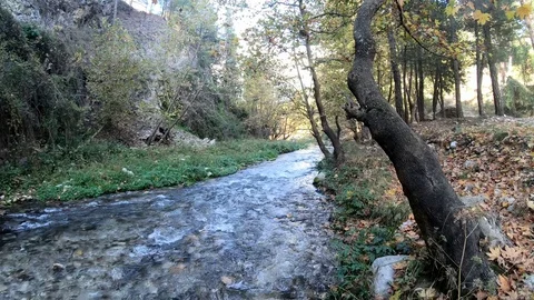 Stream Flowing Among The Trees in Autumn Stock Footage 119492384