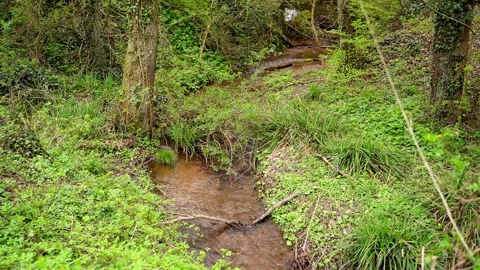 Stream flowing and rippling surrounded by green vegetation Stock Footage 260089509