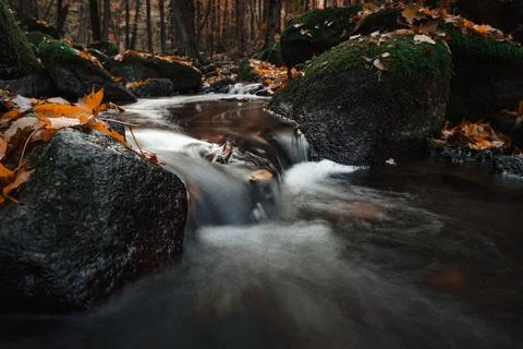 Stream flowing between moss covered rocks in autumn forest with fallen oran.. Фото