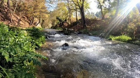 Stream Flowing Between Trees With Glittering Sun Stock Footage 119493826