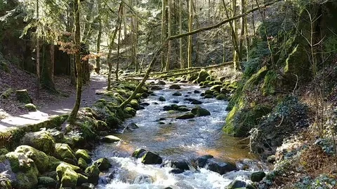 Stream flowing in the Black Forest Stock Footage 90277532