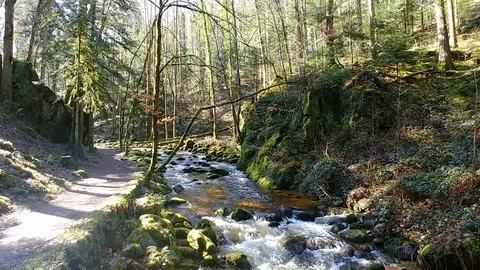 Stream flowing in the Black Forest Stock Footage 90277583