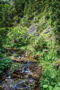 Stream flowing down from high mountains in polish Tatras Stock Photos