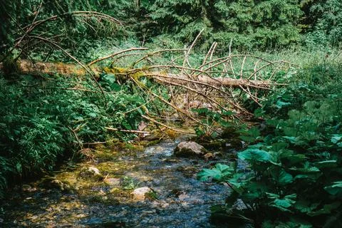 Stream flowing down from high mountains in polish Tatras Stock Photos