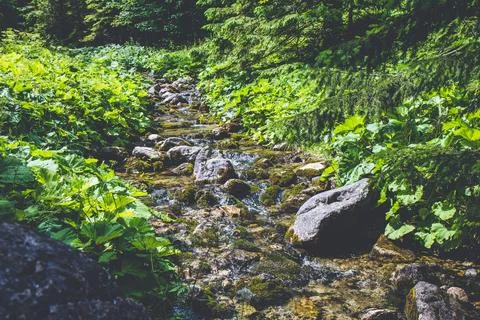 Stream flowing down from high mountains in polish Tatras Foto stock