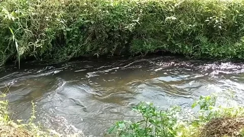 A stream flowing by the edge of a rice field Stock Footage 245894684