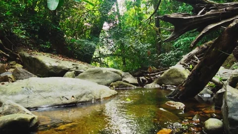 Stream flowing in the ever green forest Video stock 307984418