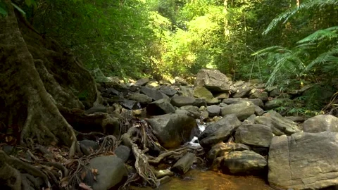 Stream flowing in the ever green forest Video stock 307984456