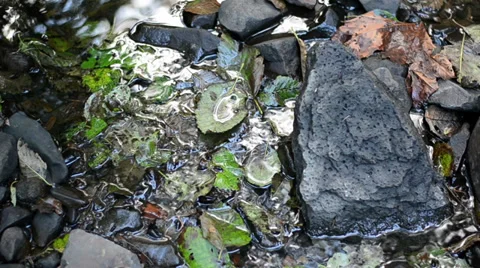 A Stream Flowing Stock Footage 31583678