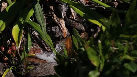 Stream flowing Stock Footage 104782979