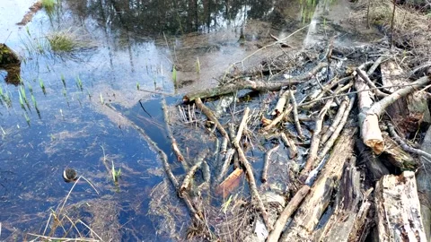 Stream flowing in the forest and the surrounding swamp Video stock 270380862