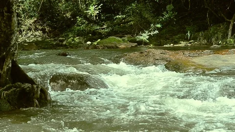 The stream flowing in the forest Stock Footage 112587454