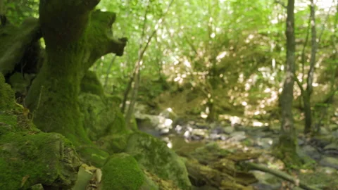 Stream flowing in the forest. Video stock 212584366