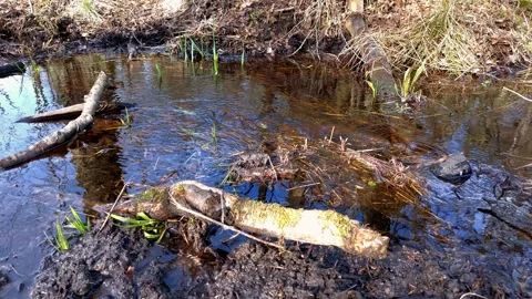 Stream flowing in the forest. Video stock 270380863