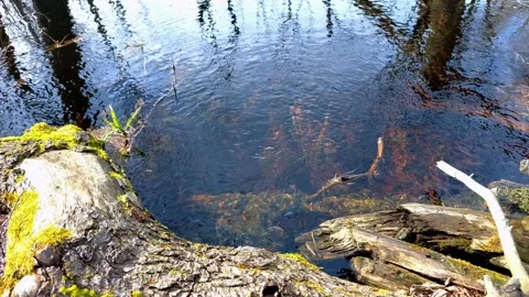 Stream flowing in the forest. Stock Footage 270380900
