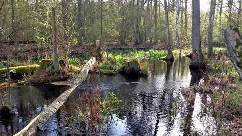 A stream flowing in a forest. Stock Footage 271578356