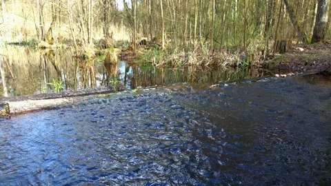 A stream flowing in a forest. Video stock 271578554