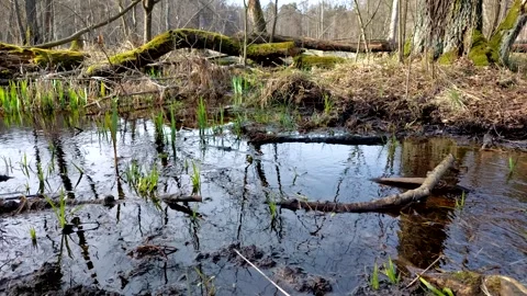 A stream flowing in a forest. Stock Footage 271581029