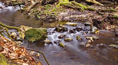 Stream flowing in the forest 写真素材
