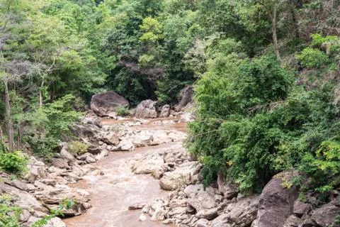 Stream flowing in forest. Stock Photos