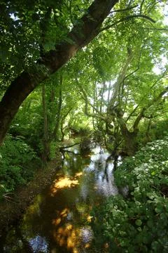 A stream flowing in the forest Stock Photos