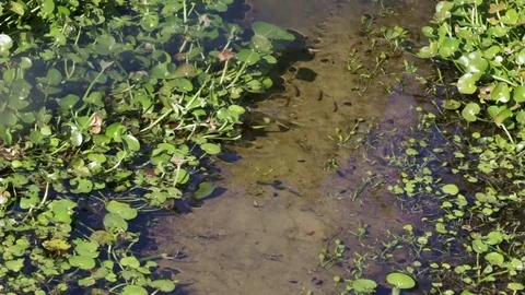Stream flowing gently with small fish swimming. Stock Footage 75398421