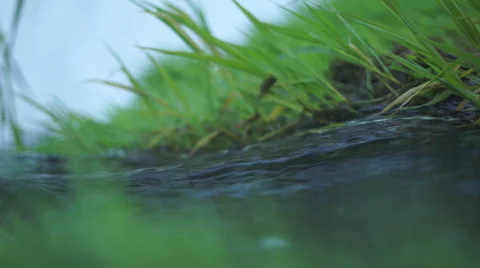 Stream Flowing by Grass Stock Footage 48950409