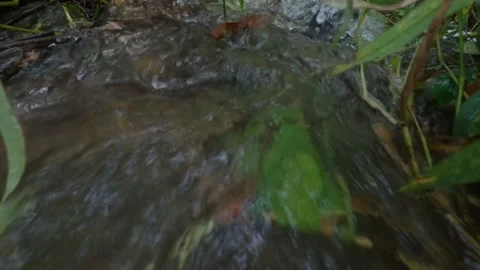 Stream flowing with green grass Stock Footage 306760078