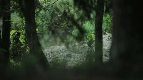Stream flowing in the green magic grassy forest landart landscape Stock Footage 80070099