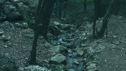 Stream flowing inside the forest: gloomy and threatening setting Stock Footage 81038524