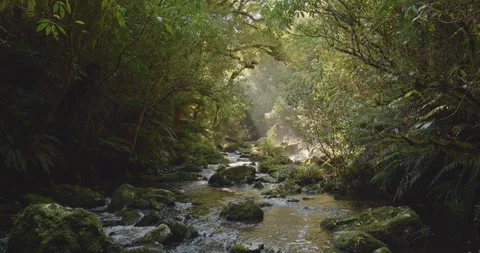 Stream flowing in natural environment temperate forest New Zealand South Island Stock Footage 240596482