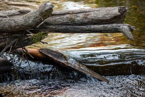 A stream flowing over a log Foto stock
