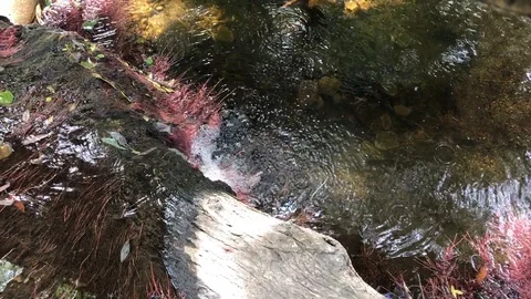 Stream Flowing Over Log with Wind Sound Stock Footage 87059378