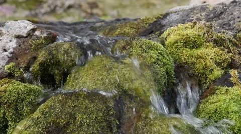 Stream flowing over moss Stock Footage 10586894