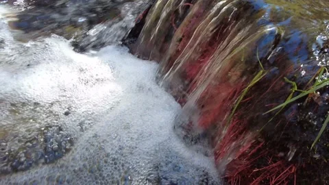 Stream flowing over red roots 4K Stockbeeldmateriaal 162213142