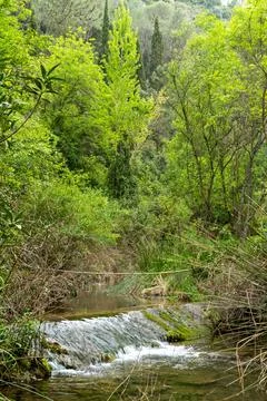 Stream flowing over rocks creating small cascade in lush forest Foto stock