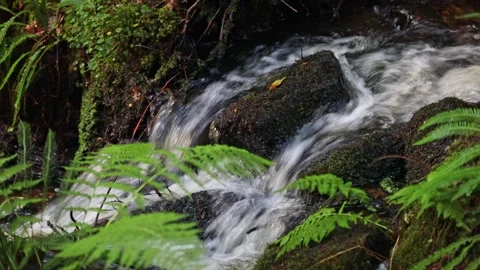 Stream Flowing Over Rocks with Ferns North Pennines, UK Stock Footage 247837720
