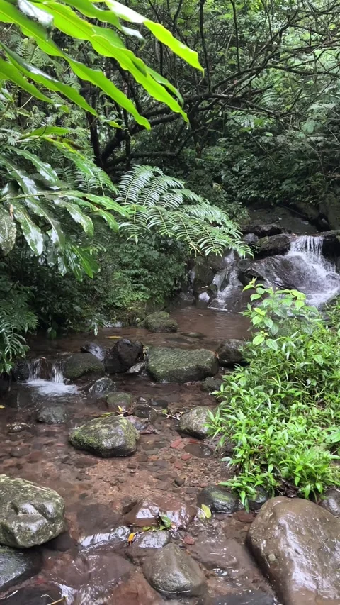 Stream Flowing Over Rocks in Green Tropical Forest Vertical Shot Stock Footage 324083823