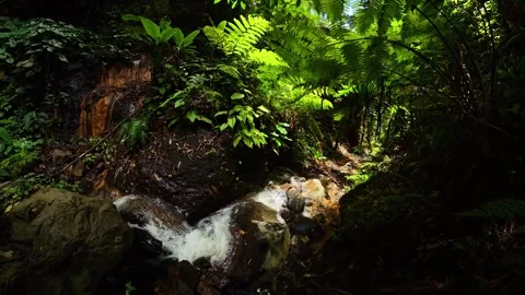 Stream flowing over rocks in shaded rainforest. Baslay, Negros, Philippines. Stock Footage 322142409
