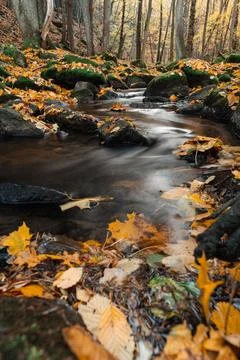 Stream flowing over rocks surrounded by fallen yellow leaves in forest duri.. Фото