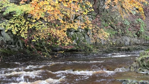 Stream Flowing Past a Colourful Tree in Autumn, England, UK Stock Footage 221833317