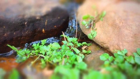 Stream flowing past rocks and pretty plants. Stock Footage 88629267